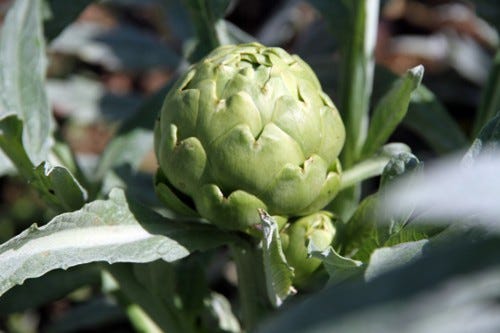 http://theartichokeblog.com/
