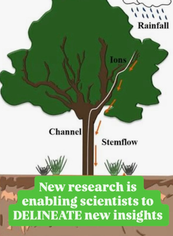 A diagram of a tree

AI-generated content may be incorrect.