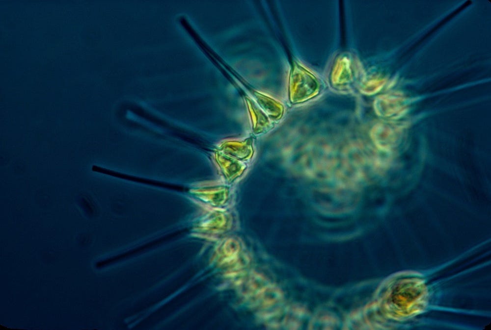 a stock image of phytoplankton.