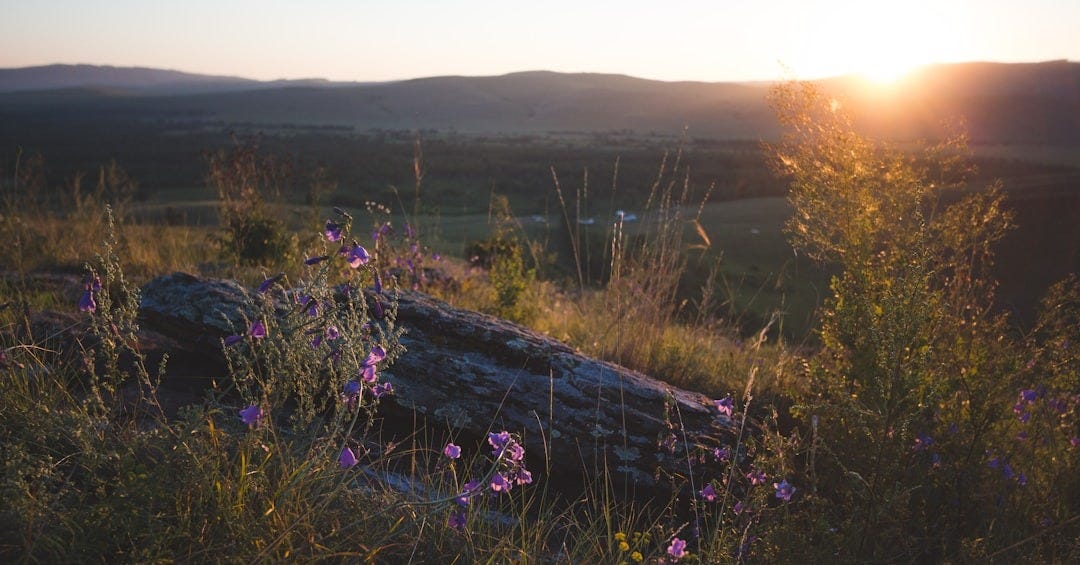 purple flower field during sunset