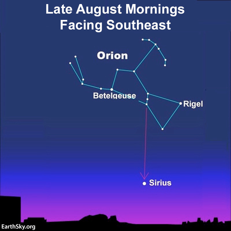 Orion and Sirius: Star chart: Morning sky in August with Sirius and constellation Orion above it and stars labeled.