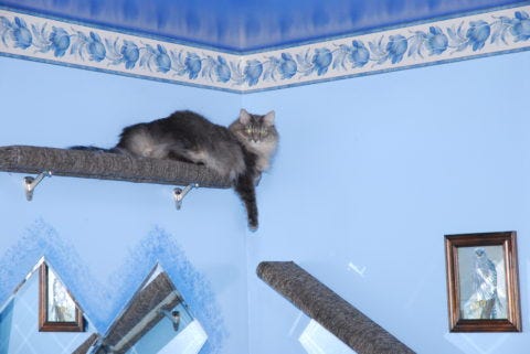 Kali Shelf Cat Furniture Kali Shelf Cat Furniture