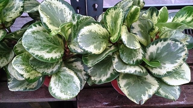 Pictures of a variegated Peperomia obtusifolia on the left and a regular P. obtusifolia on the right. Alexis on the left and David on the right