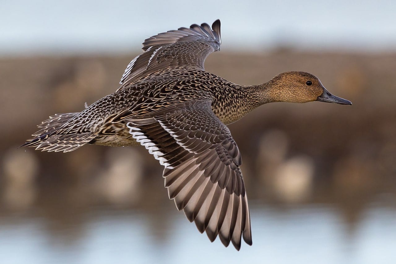 female northern pintail in flight