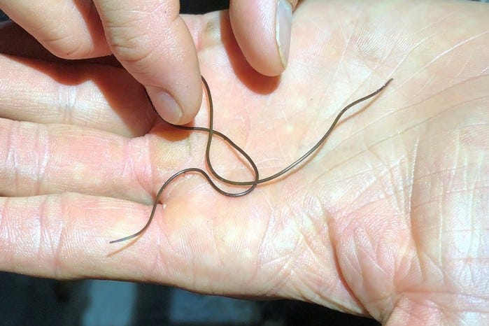 A very thin and long worm on the palm of someone's hand.