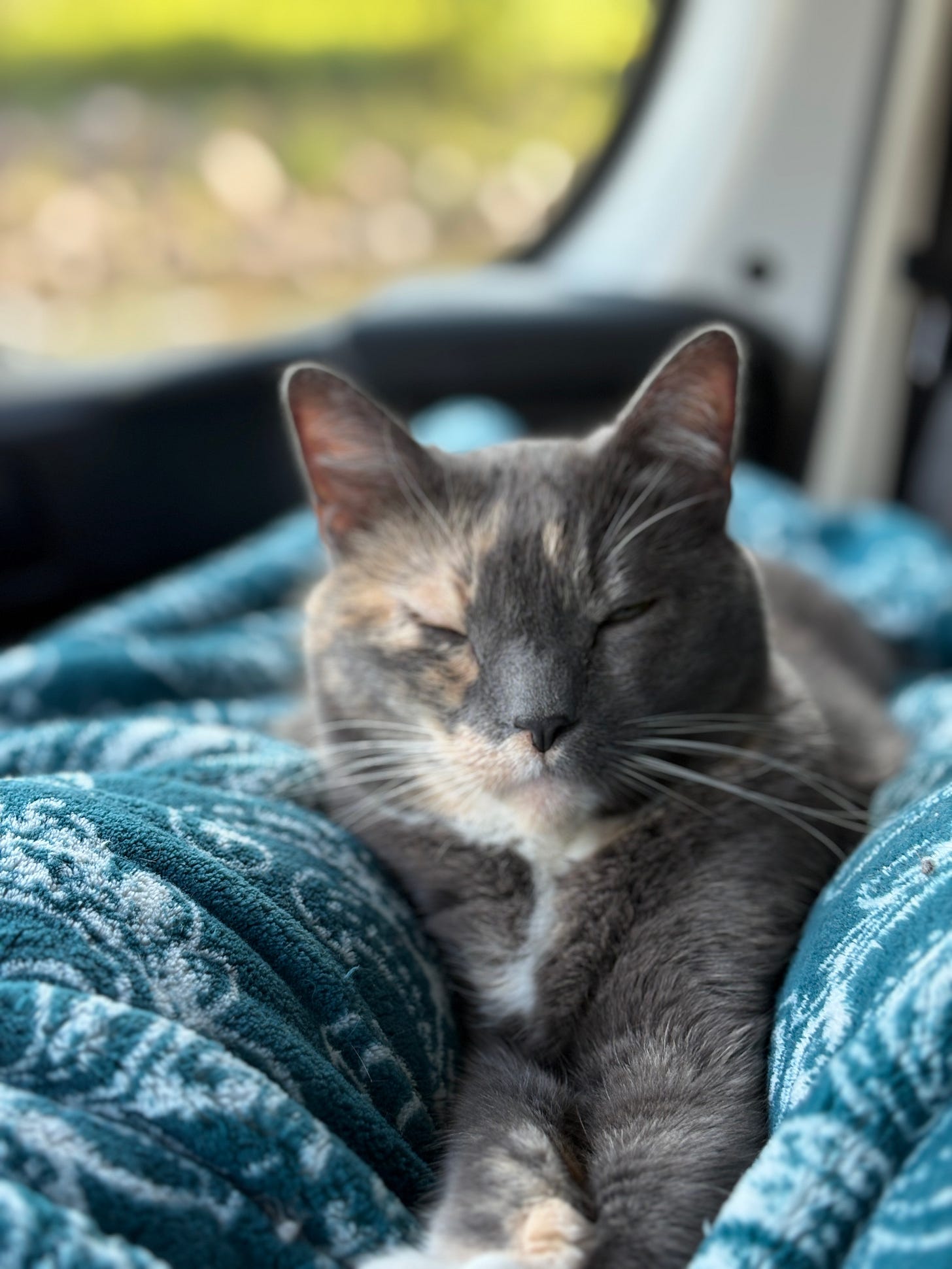 A gray cat with faint cream markings lounges comfortably on a teal patterned blanket. The cat’s eyes are closed in contentment, and sunlight filters softly through the van window behind it, illuminating the peaceful scene.