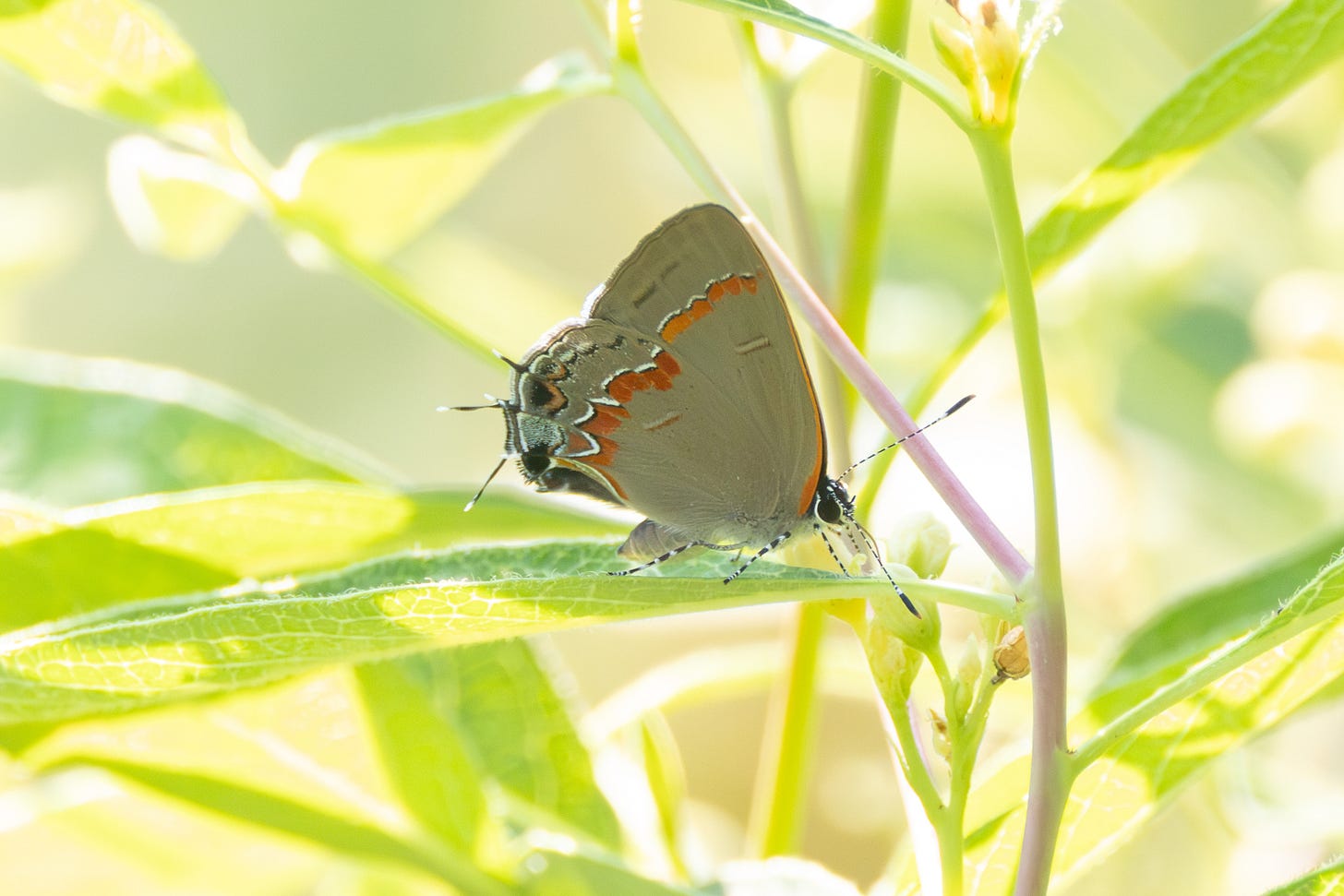 another butterfly very similar to the first one, now facing right with lots of green foliage around it.