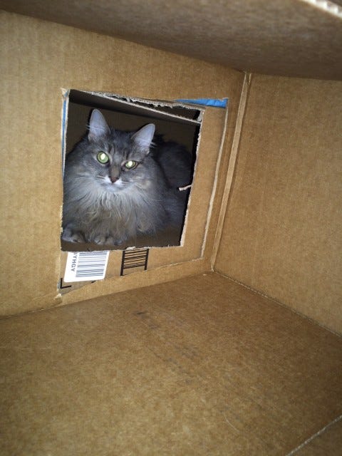 Kali_Cat_Houses_Fireworks_Scare_Cats Kali_Cat_Houses_Fireworks_Scare_Cats