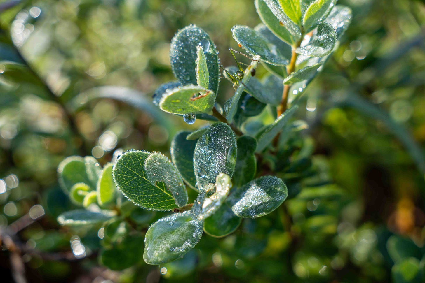 akia covered in dew