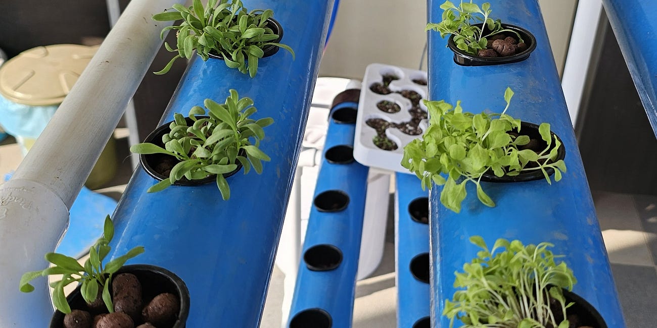 FarmSay this Jan: First Roots