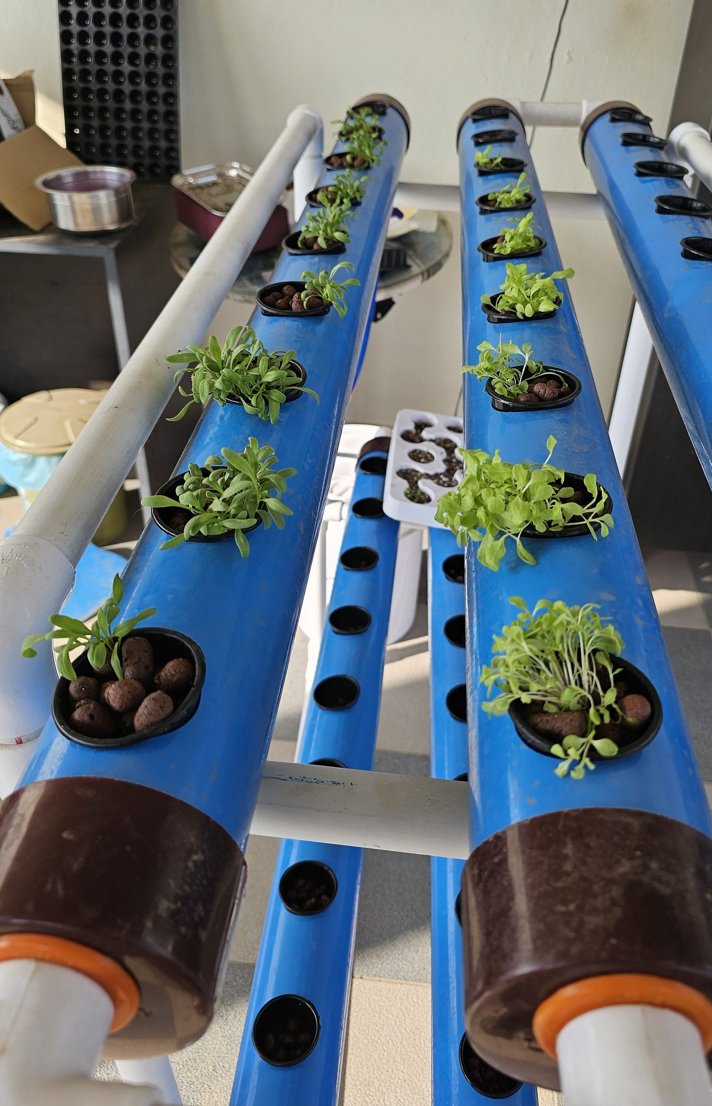 Early-stage lettuce and leafy greens growing in blue NFT hydroponic channels on the FarmSay terrace setup in Mysuru.