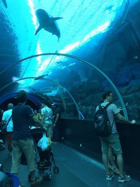 Singapore September 2015 SEA Aquarium Arabian Notes 19