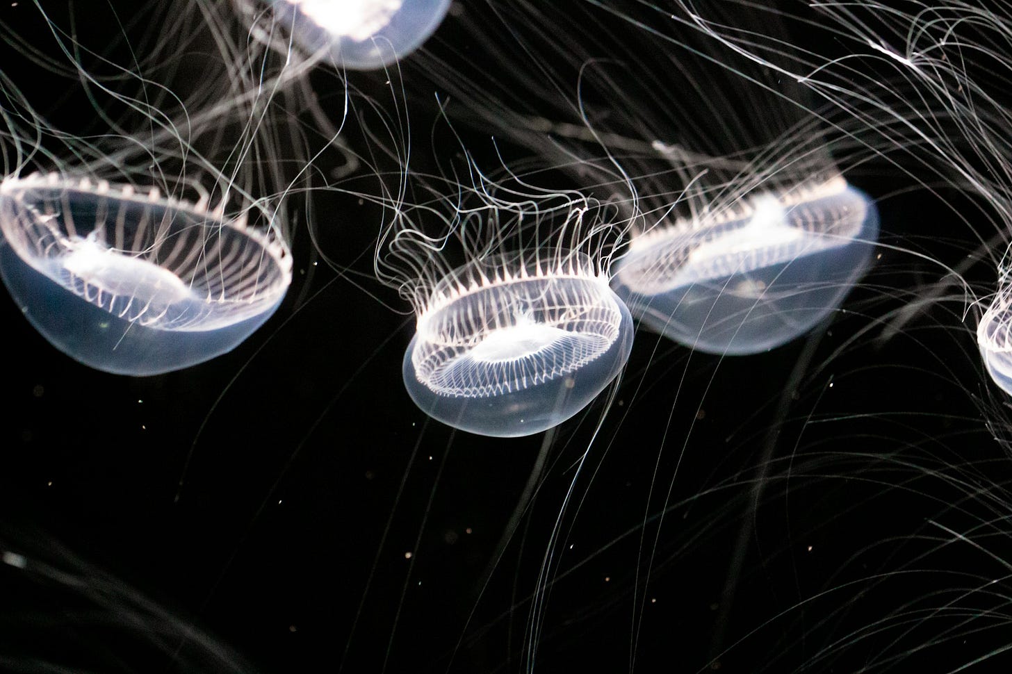 white and blue jellyfish in water
