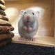 All About Rats