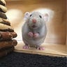 All About Rats