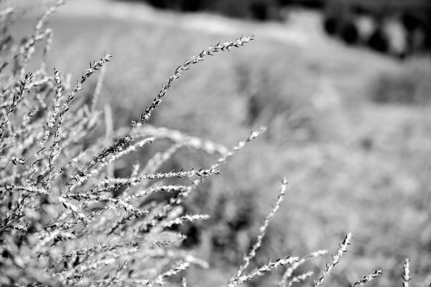 Black and white image of long stringy plants with short pointed leaves. The plants are in the bottom left of the picture reaching out towards the top right. 