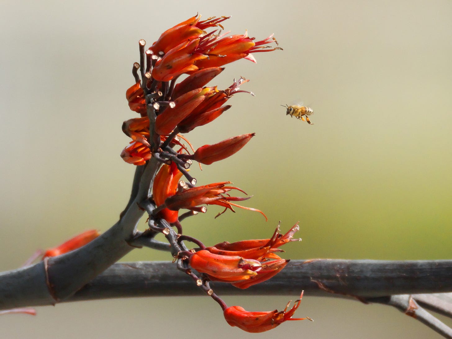 A bee approaches some bright orange/red karaheke flowers