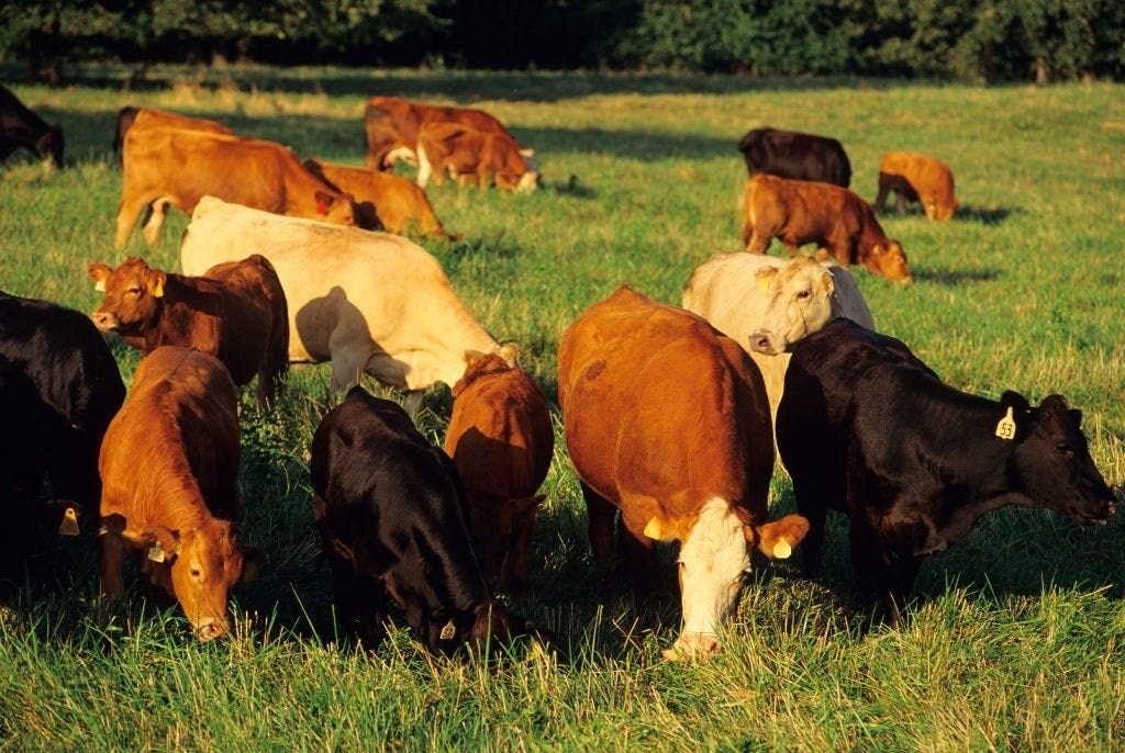 Is Grass-Fed Beef Worth the Bother?