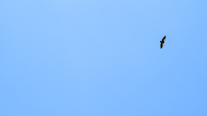 Eagles circling above