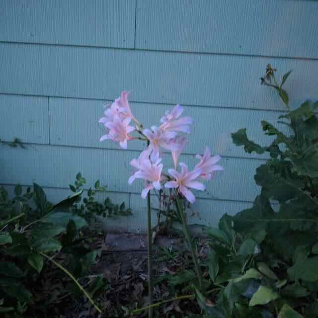 A close-up of a pink lily in partial bloom, glowing softly in the dusk light against the faded green siding of a cottage.