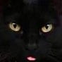 Donna Su's avatar