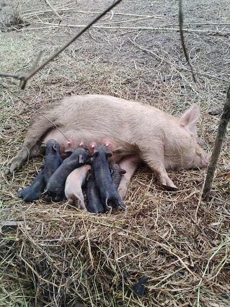 The image on the right is of coffee seed. In the middle is a hairy white sow nursing her piglets, and to the left is the freshly made soap in makeshift molds.