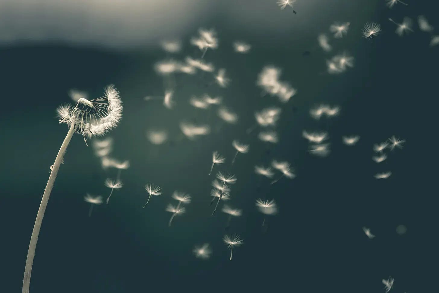 An image of dandelion seeds blowing in the wind. An image of dandelion seeds blowing in the wind.