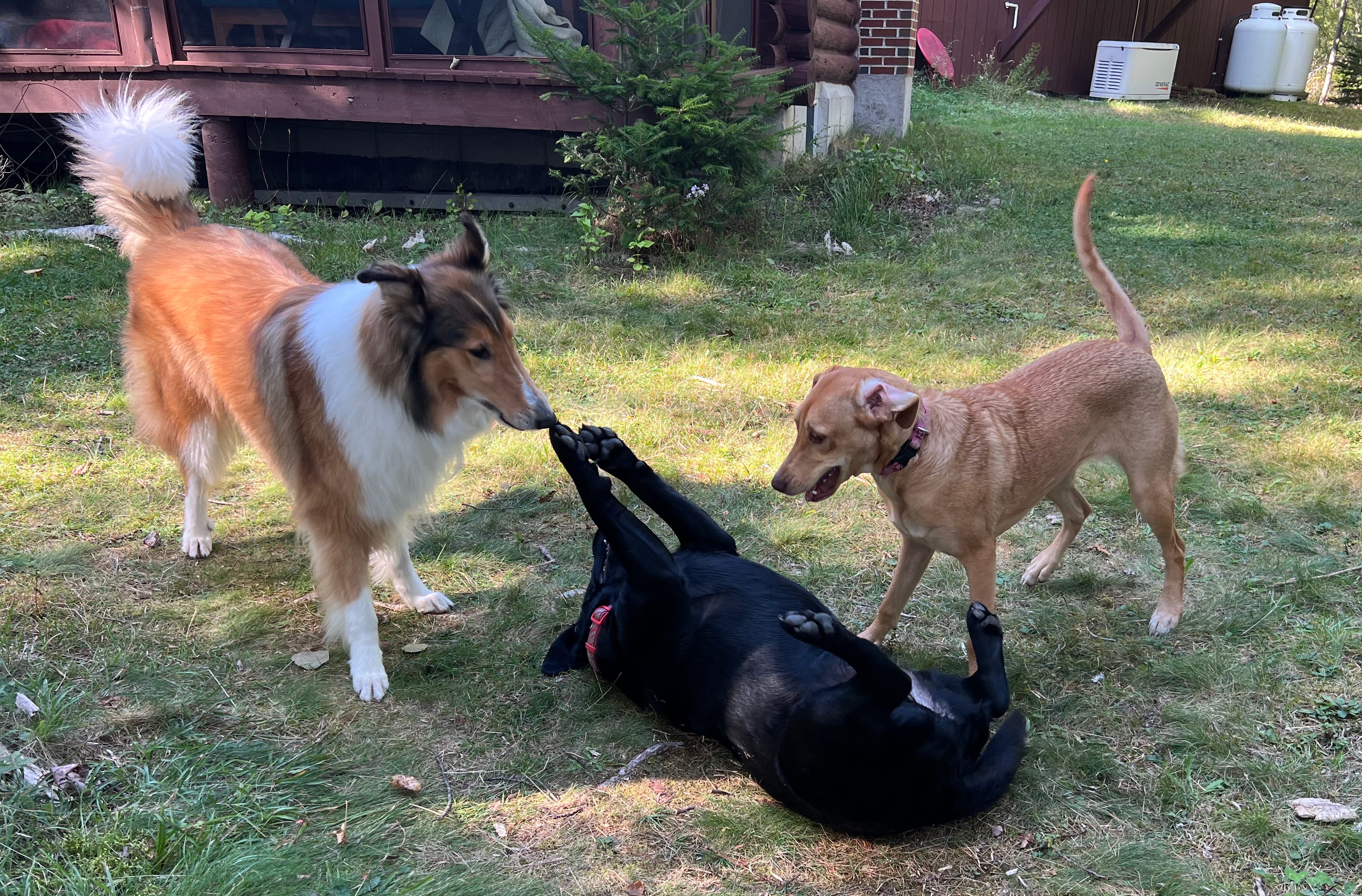 To Save the Republic, Pledge Now to Register as a Republican Ahead of the  Midterms? I asked Grok.