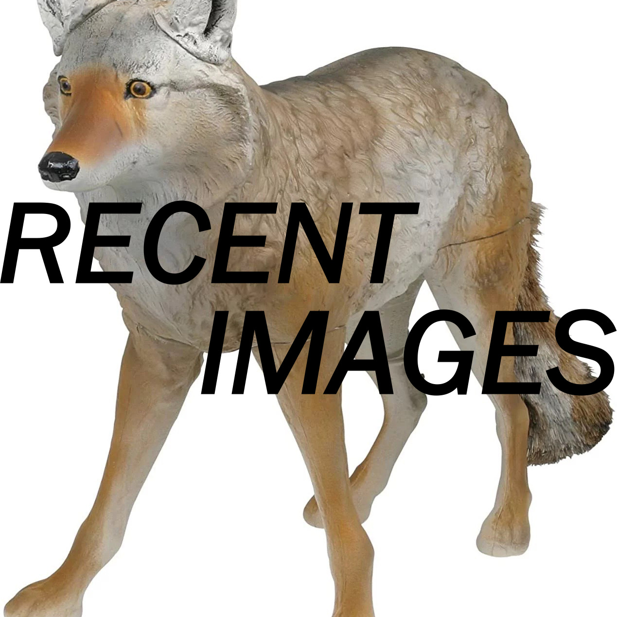 Recent images