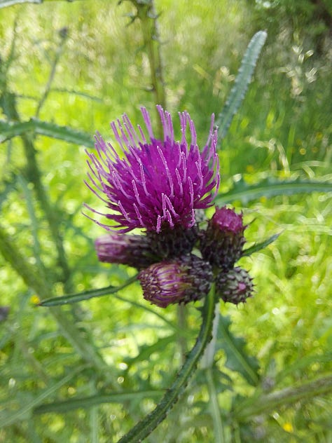 Forest and moorland pictures