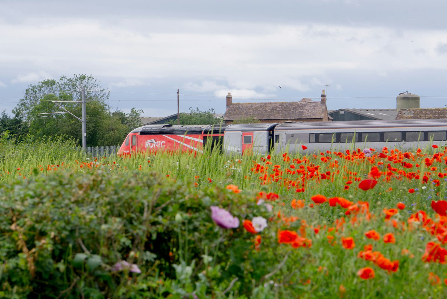 train riding through field of flowers train riding through field of flowers