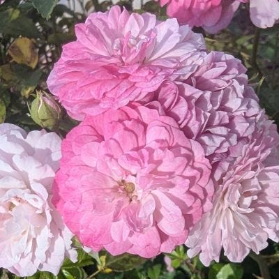 Crokers wasn't sure what I asked him. And our roses out front are still blooming.