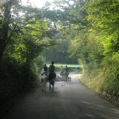 Caminos rurales de Pembrokeshire, con altas cercas verdes que, en algunos tramos, se cierran y convierten el camino en un túnel.