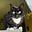 Cat Mom's avatar