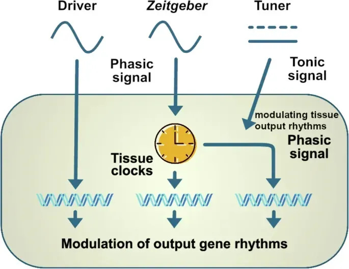 Hormones affect circadian timing in three ways—acting as rhythm drivers, time cues, or tuners. (Begemann, K., et al. (2025). Endocrine regulation of circadian rhythms. Nature Reviews Endocrinology.) Hormones and Sleep: 