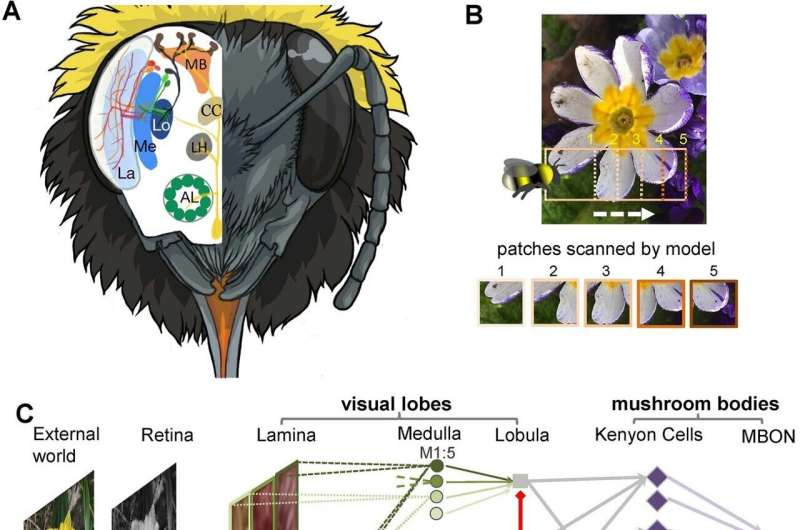 Bees' secret to super-efficient learning could transform AI and robotics Bees' secret to super-efficient learning could transform AI and robotics