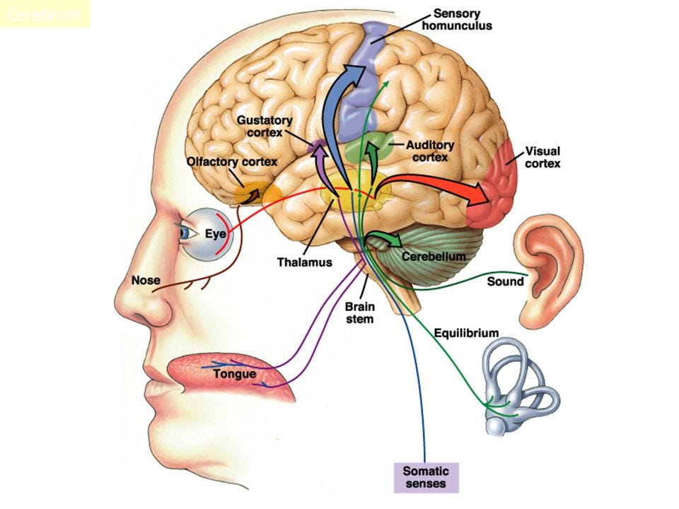 Motor Learning Depends on Sensory Information