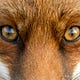 Fauna femminile plurale