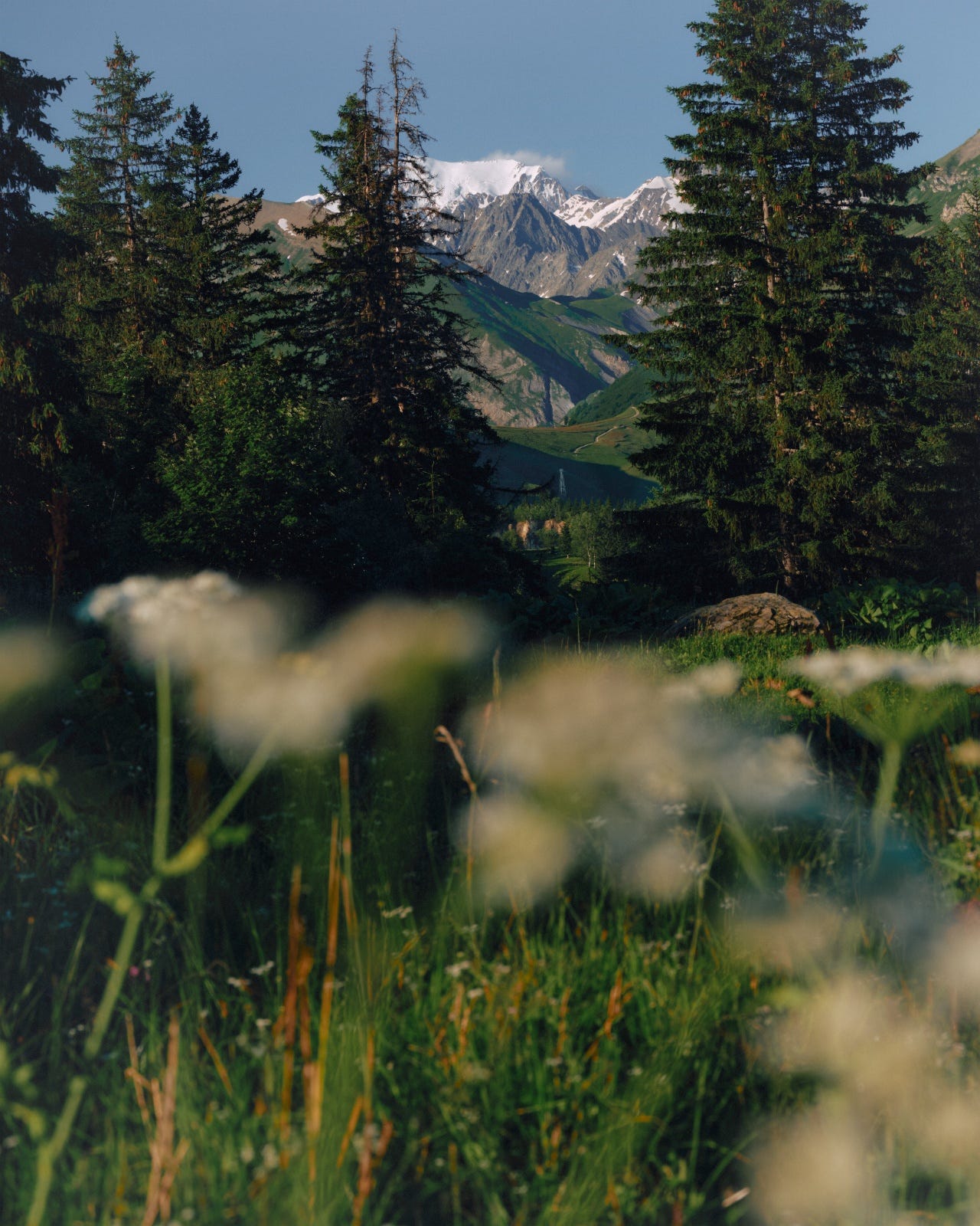 White wildflowers in the foreground framing conifers and a snow-capped peak in a valley.