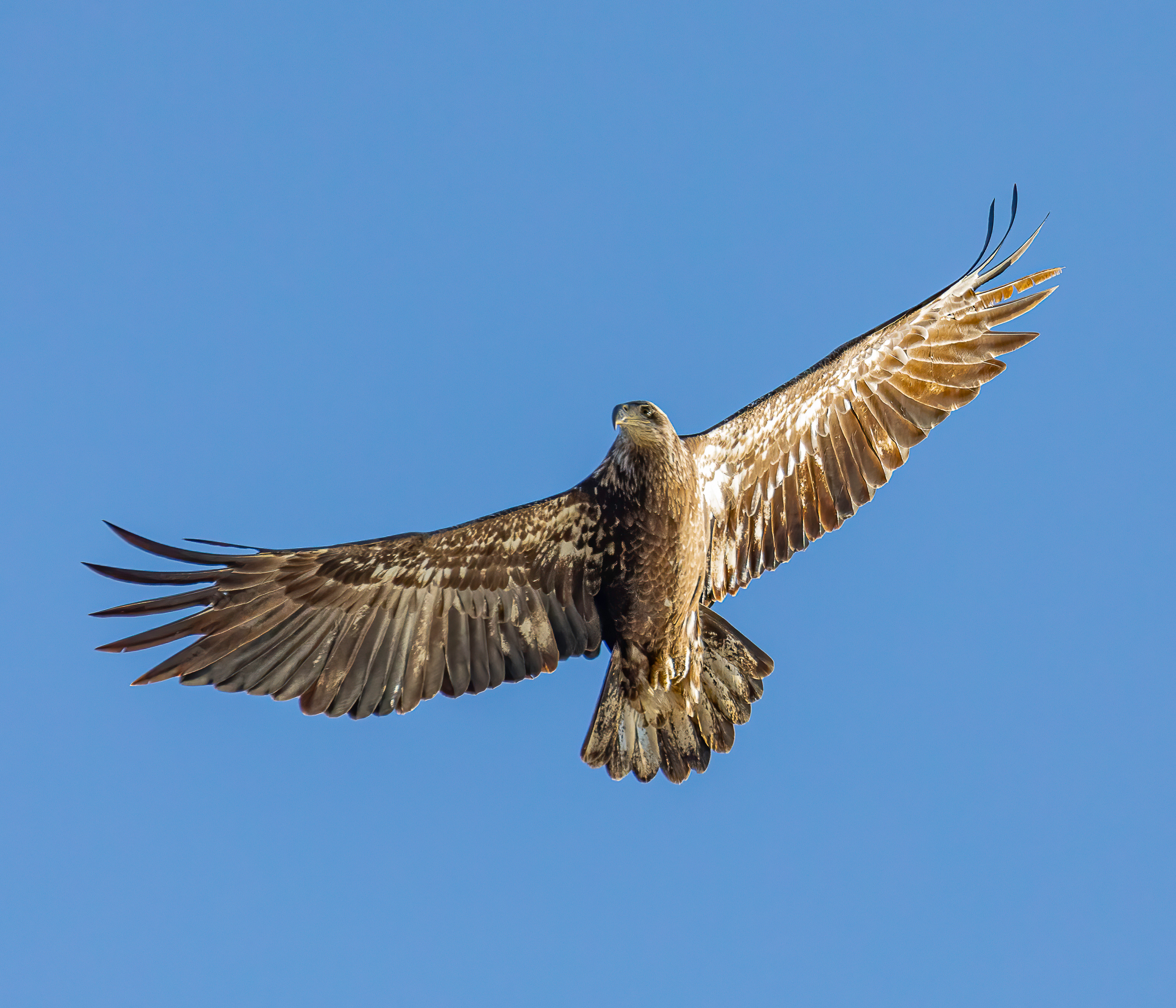 Bald Eagles leave a lasting impression - by Bill Davison