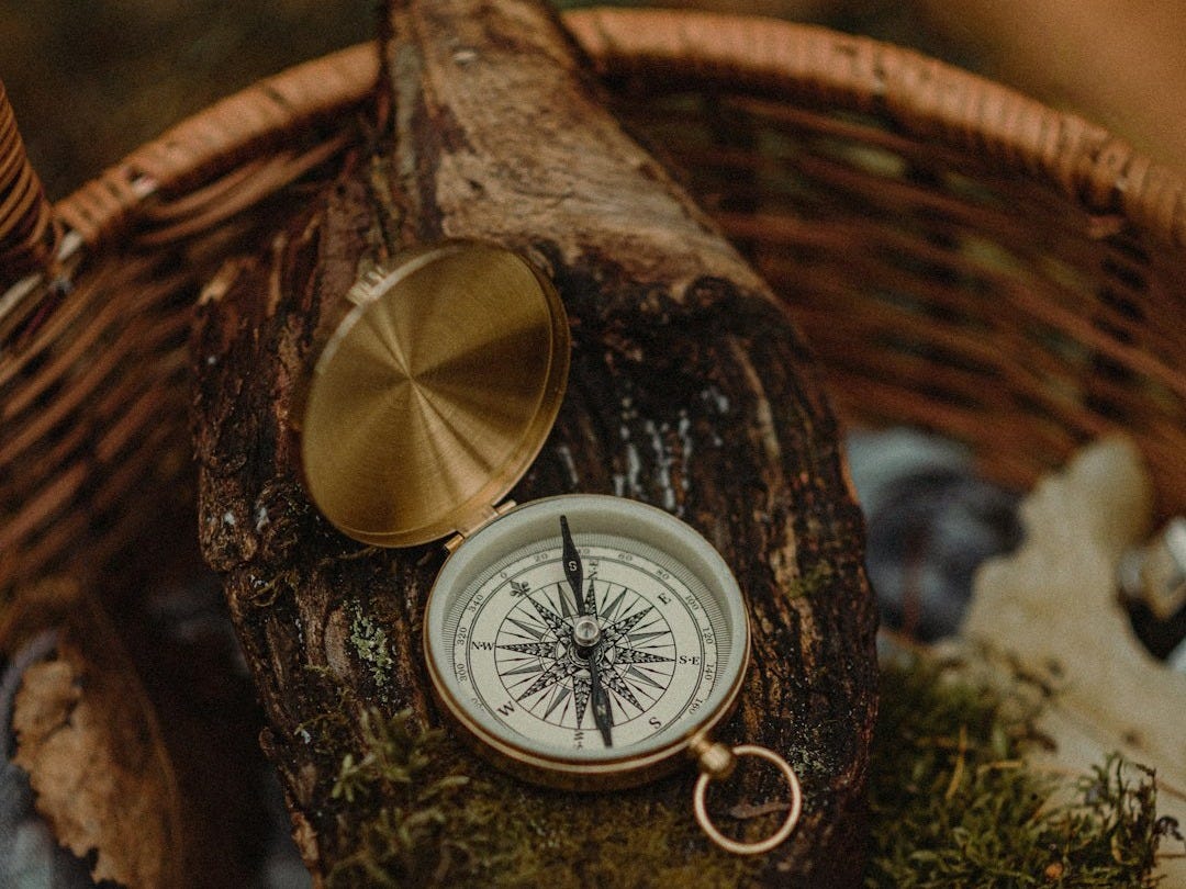 a watch on a tree