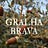 A Gralha Brava
