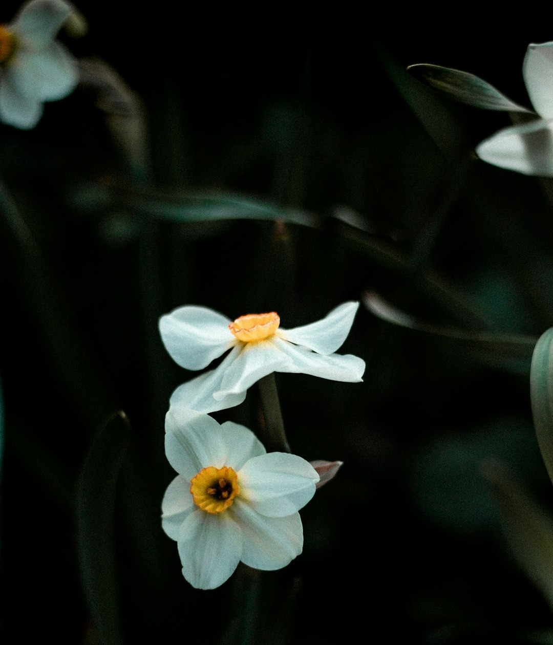 white flower in tilt shift lens white flower in tilt shift lens