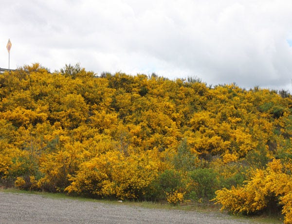 Washington State Noxious Weed Control Board
