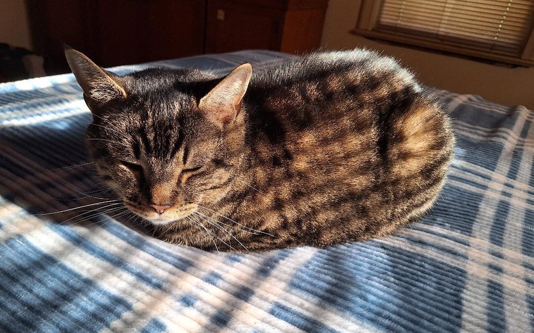 Yipes, Stripes!