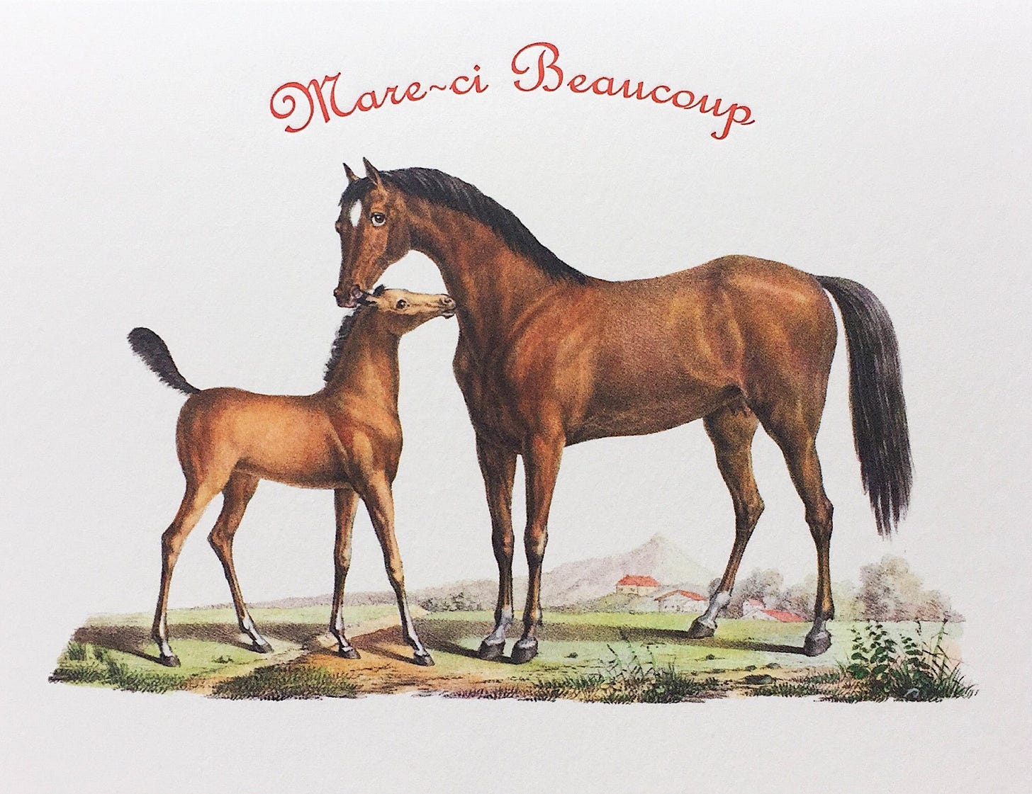 MARE & COLT - MARE-CI.jpg