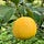 Lives & Lemons
