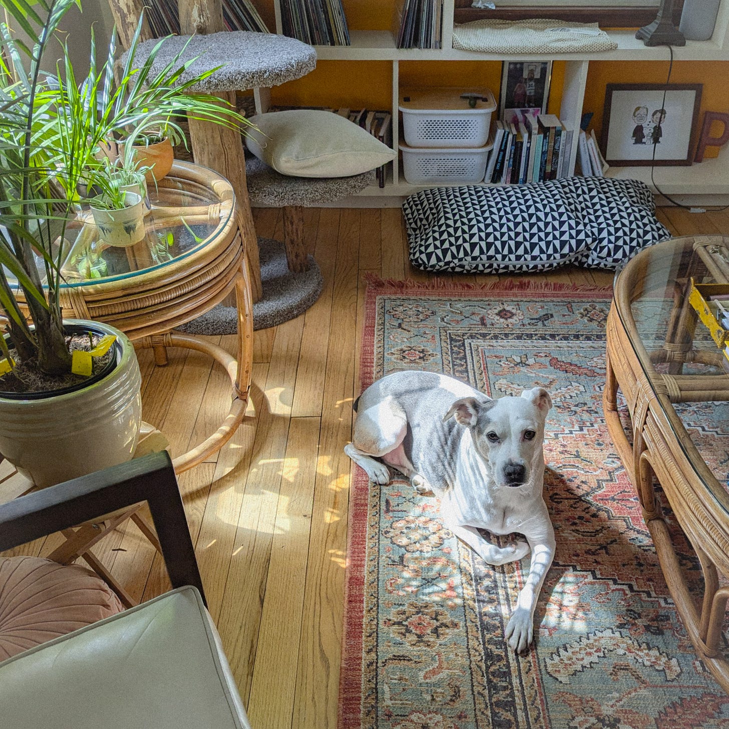 45 pound dog, pitbull terrier mix with coat similar to a black and white cow, lays on a red and green patterned rug. Sunlight comes in and illuminates the dog, the green fern plant, and the wood floor.