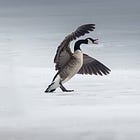 Canada Holds Unofficial Referendum On Becoming 51st State