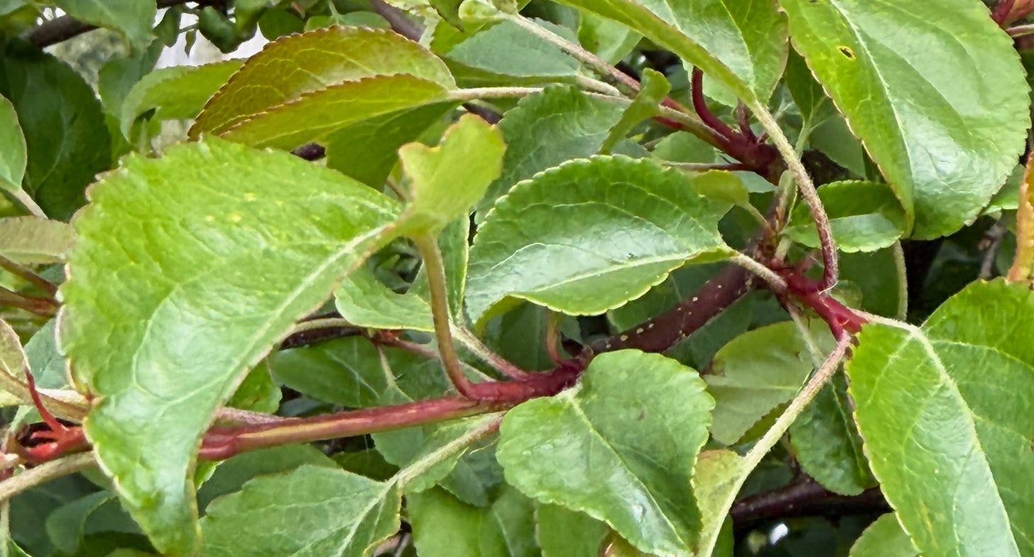 Fresh green leaves on pink stalks on a stem